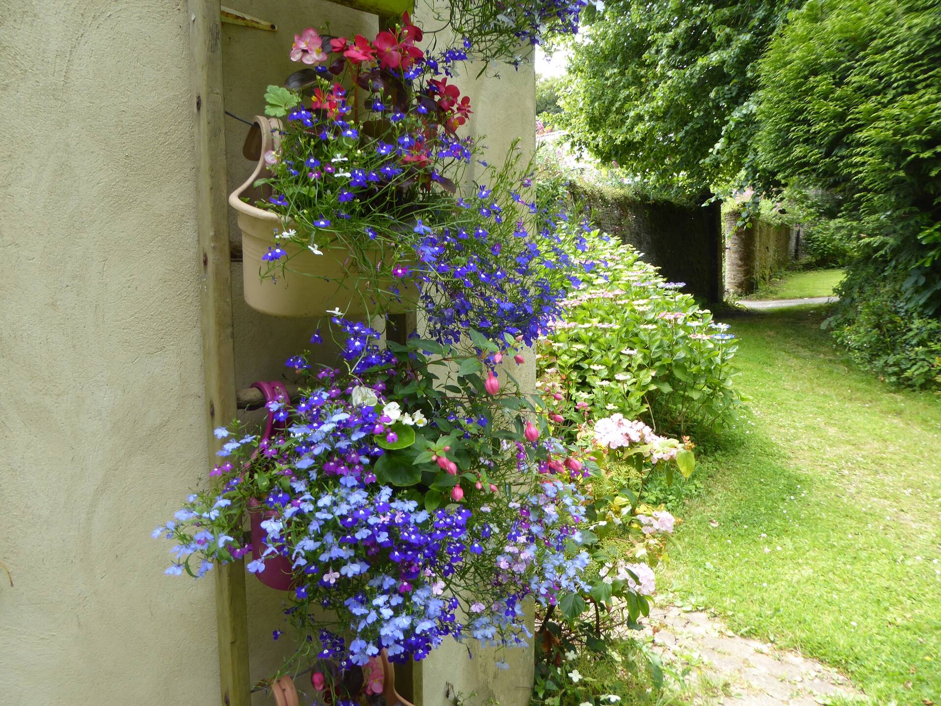 Colourful hanging baskets of fuchsia and begonias on the cottage wall